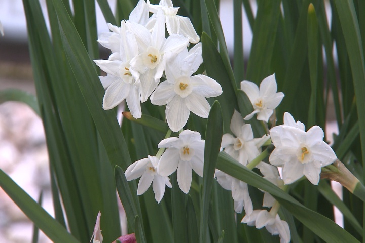 Spring Flowering Bulbs